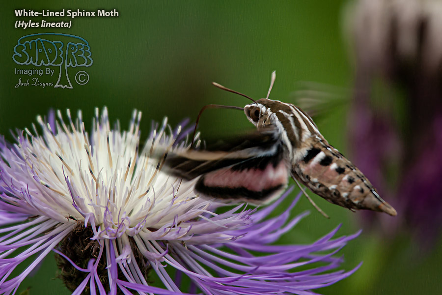 White-Lined Sphinx Moth - Hyles lineata