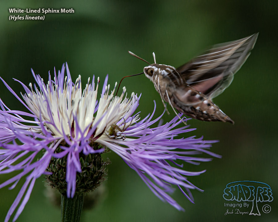 White-Lined Sphinx Moth - Hyles lineata