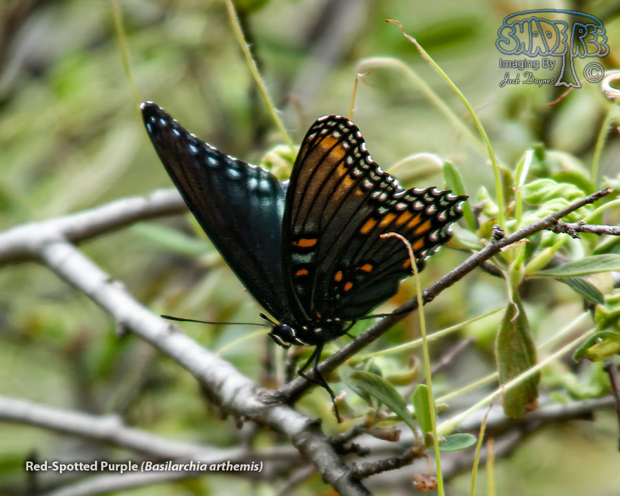 Red-Spotted Purple - Basilarchia arthemis