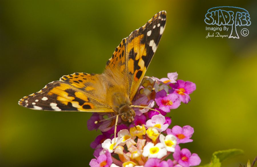 Painted Lady - Vanessa cardui
