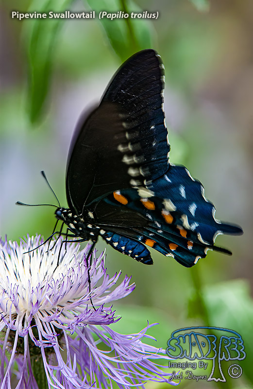 Pipevine Swallowtail - Papilio troilus