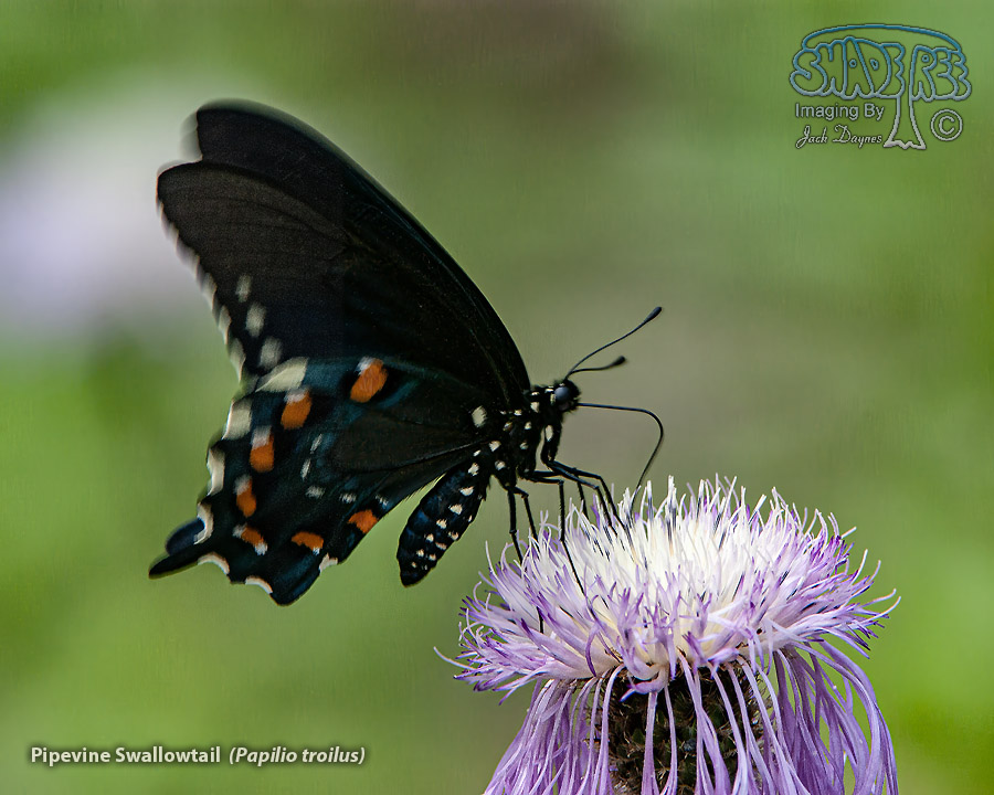 Pipevine Swallowtail - Papilio troilus