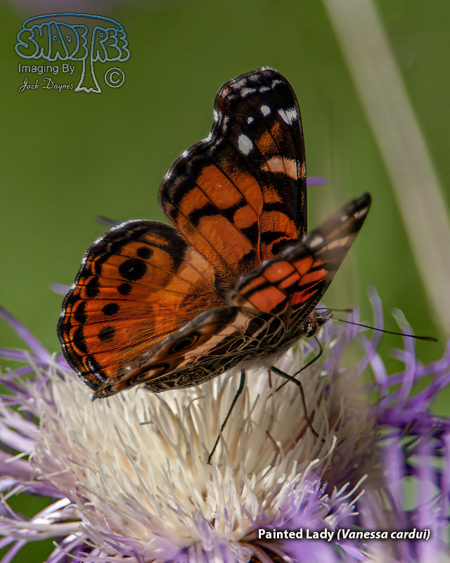 Painted Lady - Vanessa cardui