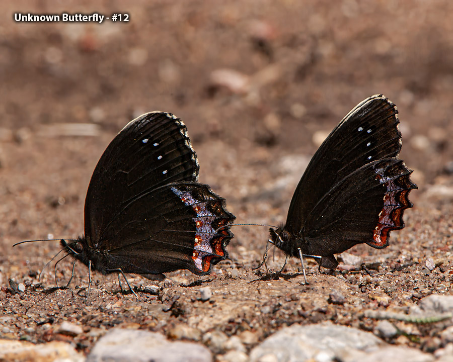 Unknown Butterfly - Unknown Butterfly