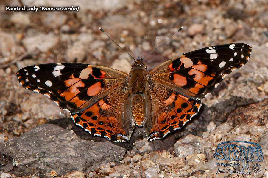 Painted Lady - Vanessa cardui