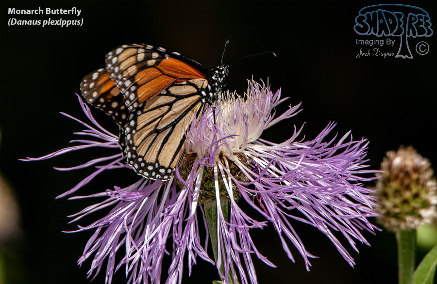 Monarch Butterfly - Danaus plexippus
