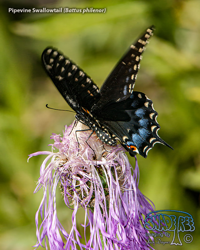 Pipevine Swallowtail - Battus philenor