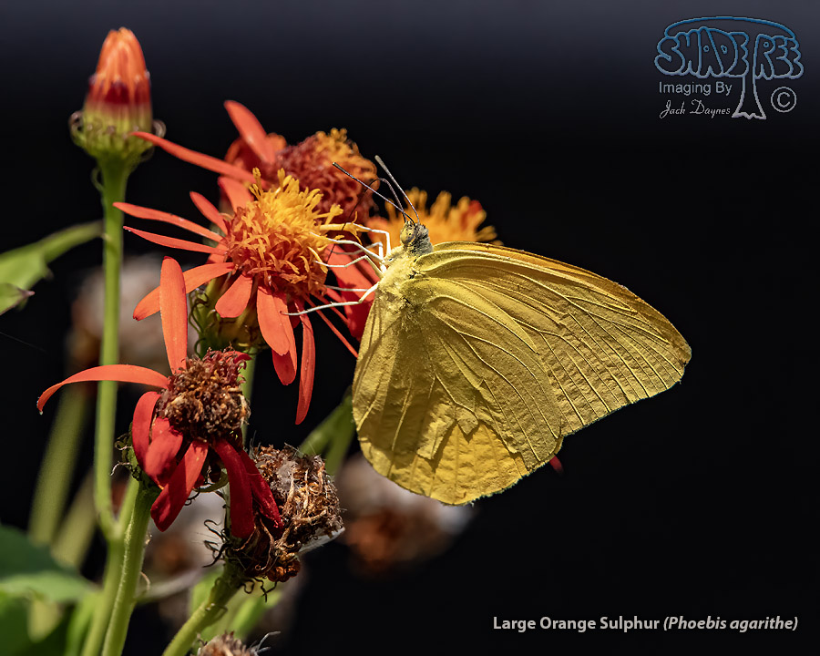 Large Orange Sulphur - Phoebis agarithe