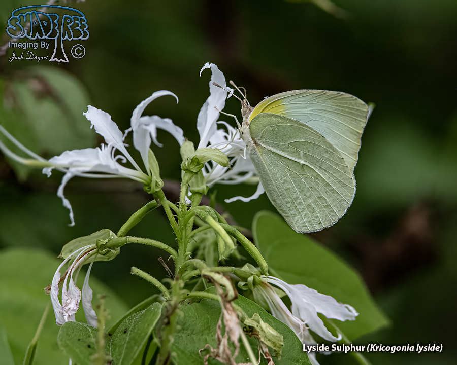 Lyside Sulphur - Kricogonia lyside