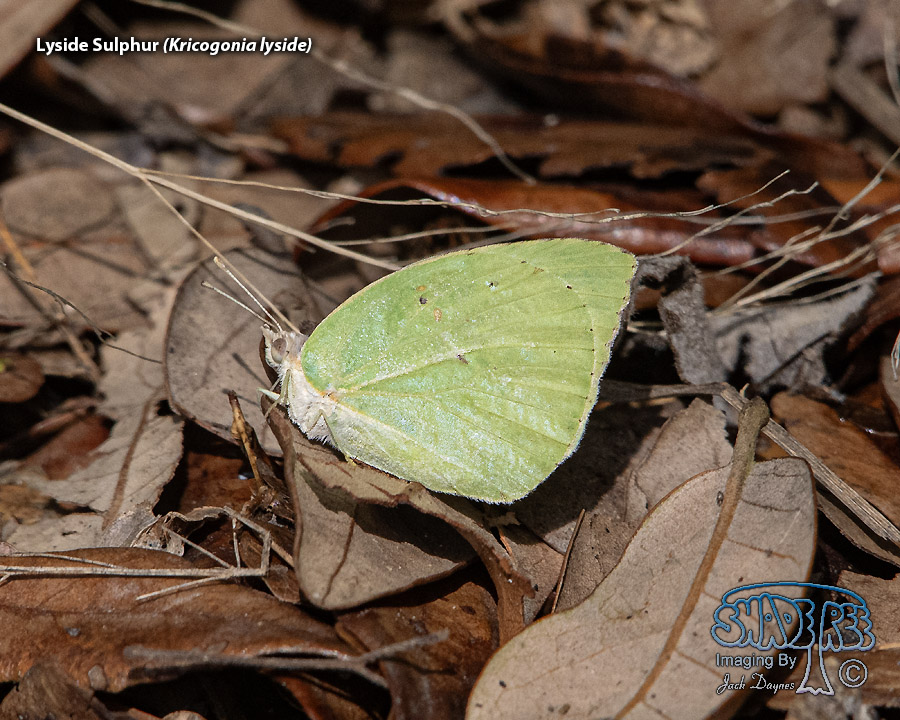 Lyside Sulphur - Kricogonia lyside