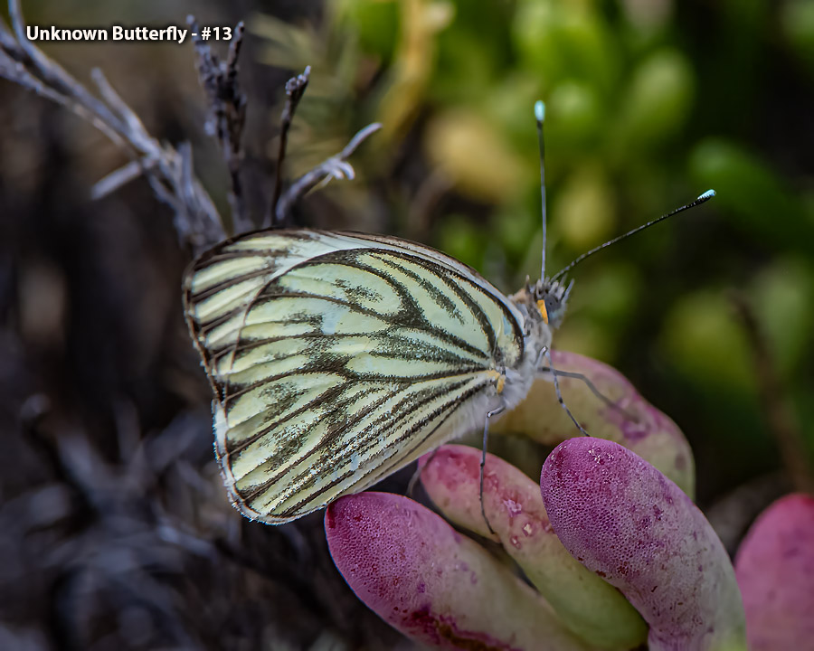 Unknown Butterfly - #13 - Unknown Butterfly