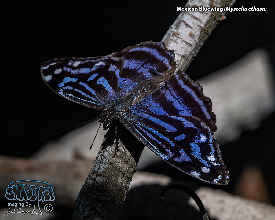 Mexican Bluewing - Myscelia ethusa
