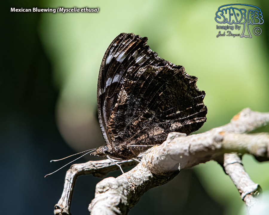 Mexican Bluewing - Myscelia ethusa