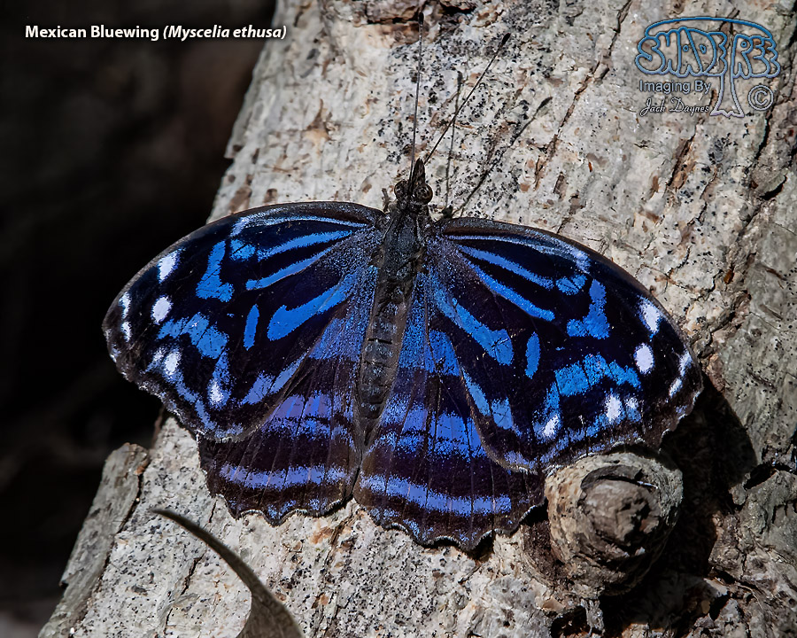 Mexican Bluewing - Myscelia ethusa