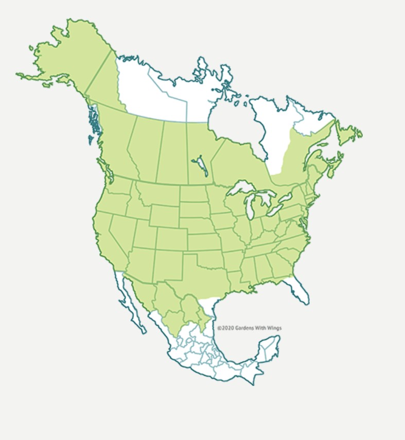 Range Map for Mourning Cloak