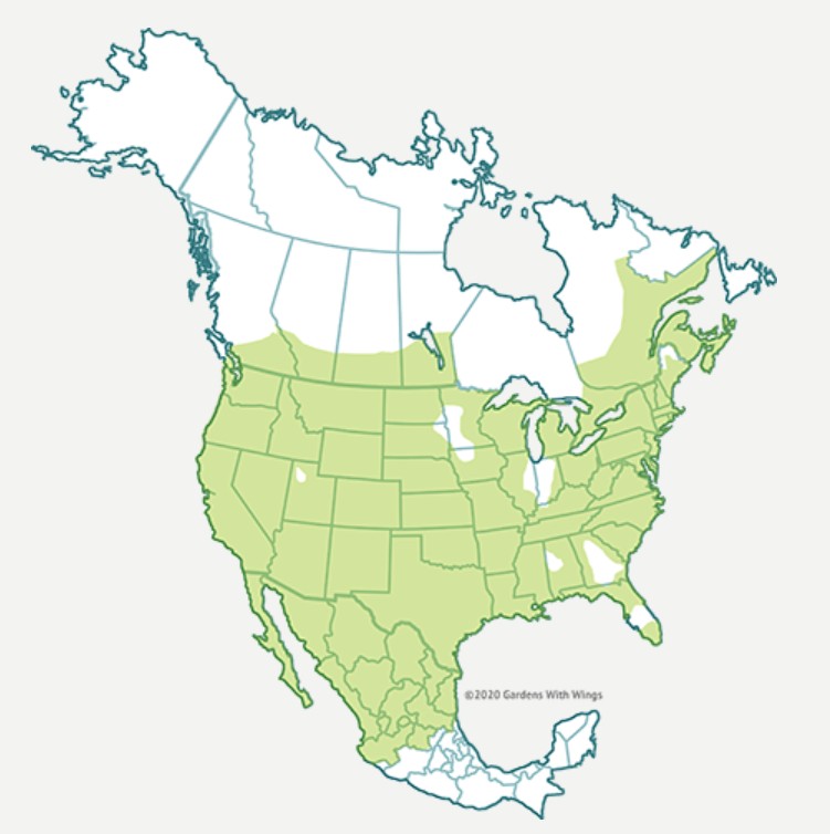 Range Map for Orange Sulphur Butterfly