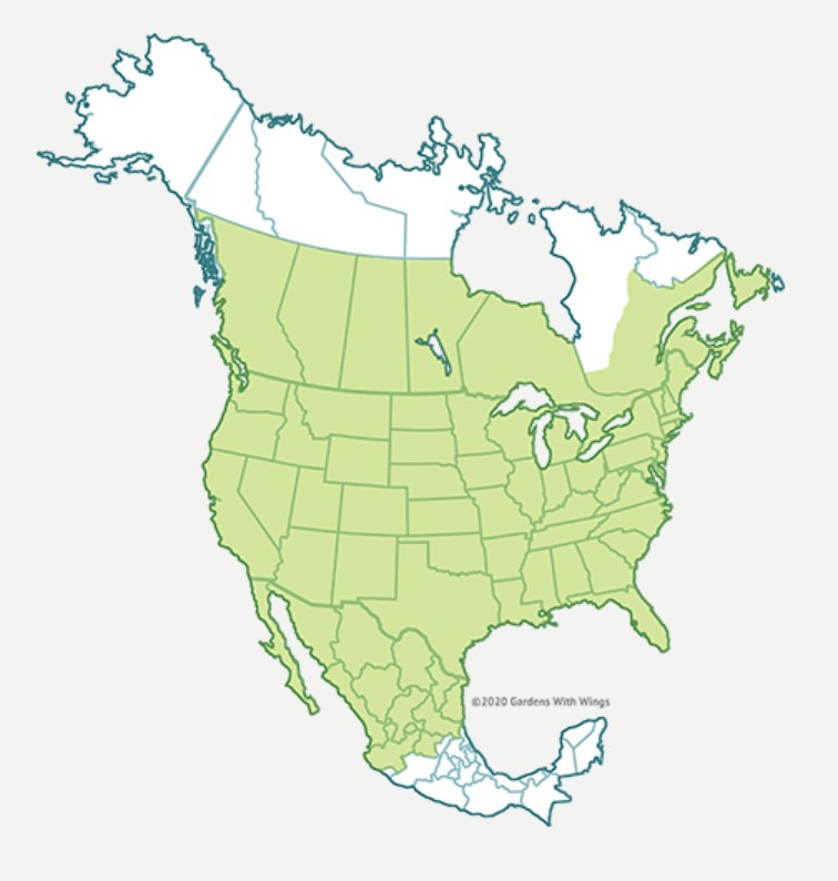 Range Map for Painted Lady
