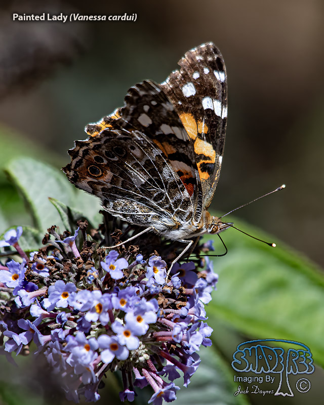 Painted Lady - Vanessa cardui