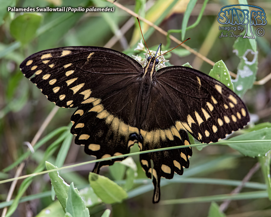 Palamedes Swallowtail - Papilio palamedes