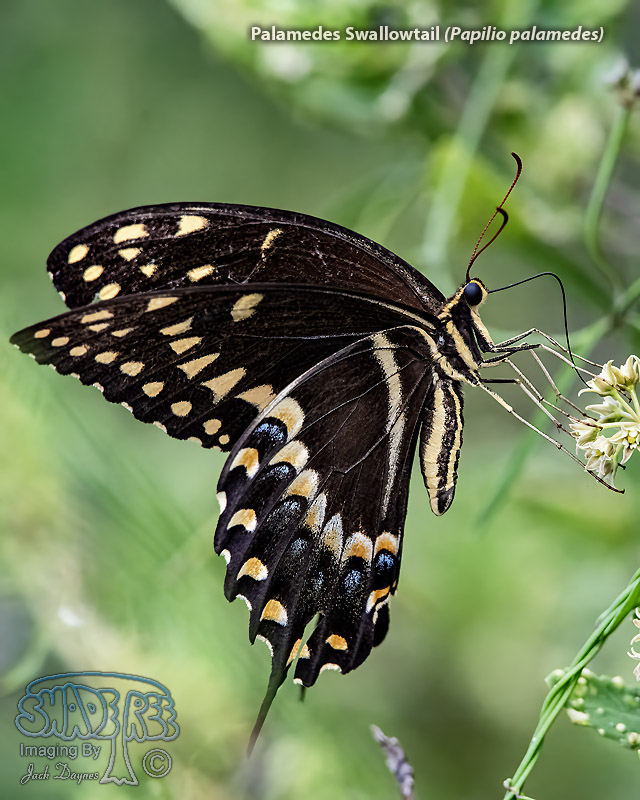 Palamedes Swallowtail - Papilio palamedes