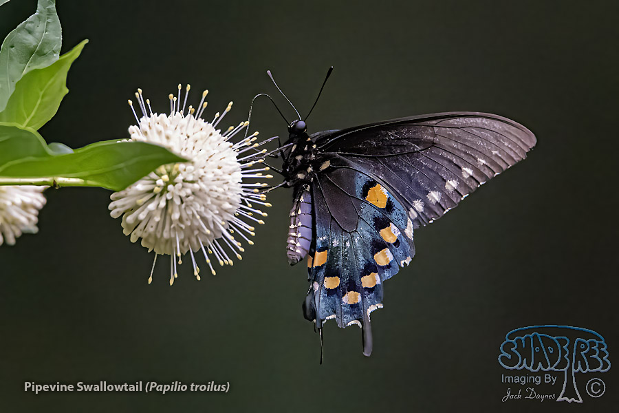 Pipevine Swallowtail - Papilio troilus