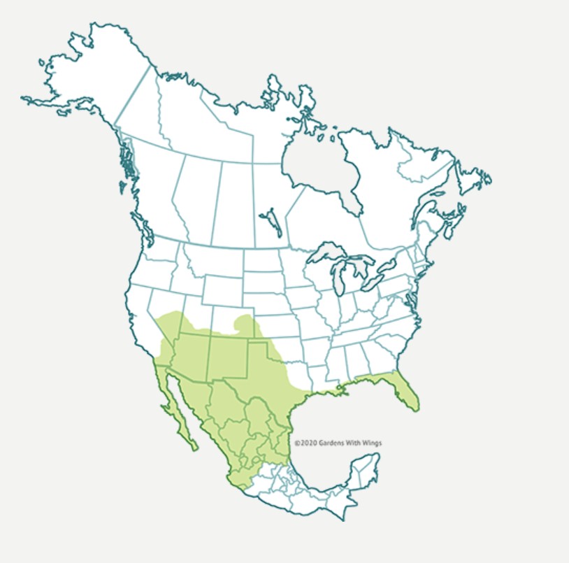 Range Map for Queen Butterfly