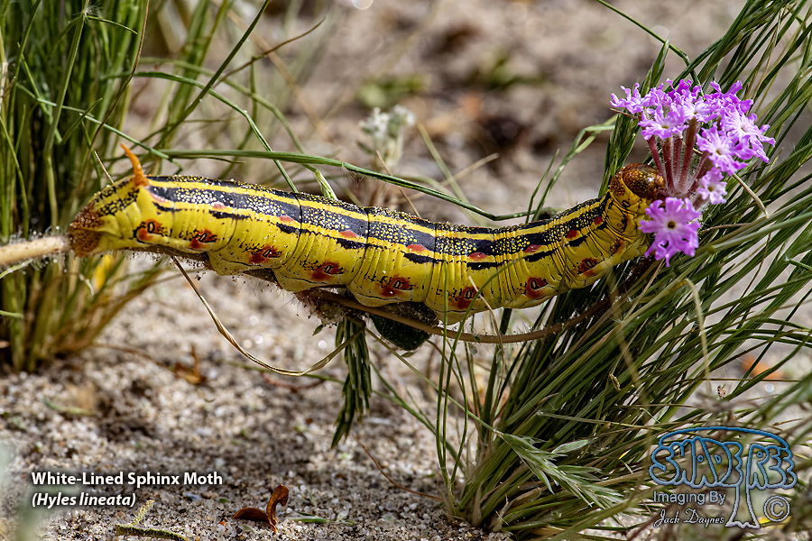 White-Lined Sphinx Moth - Hyles lineata