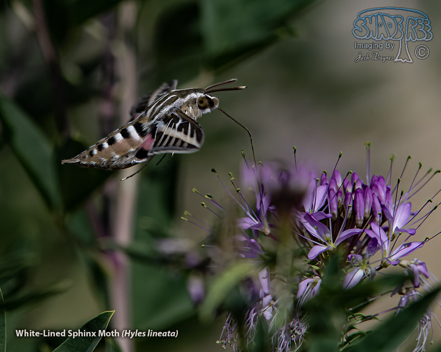White-Lined Sphinx Moth - Hyles lineata