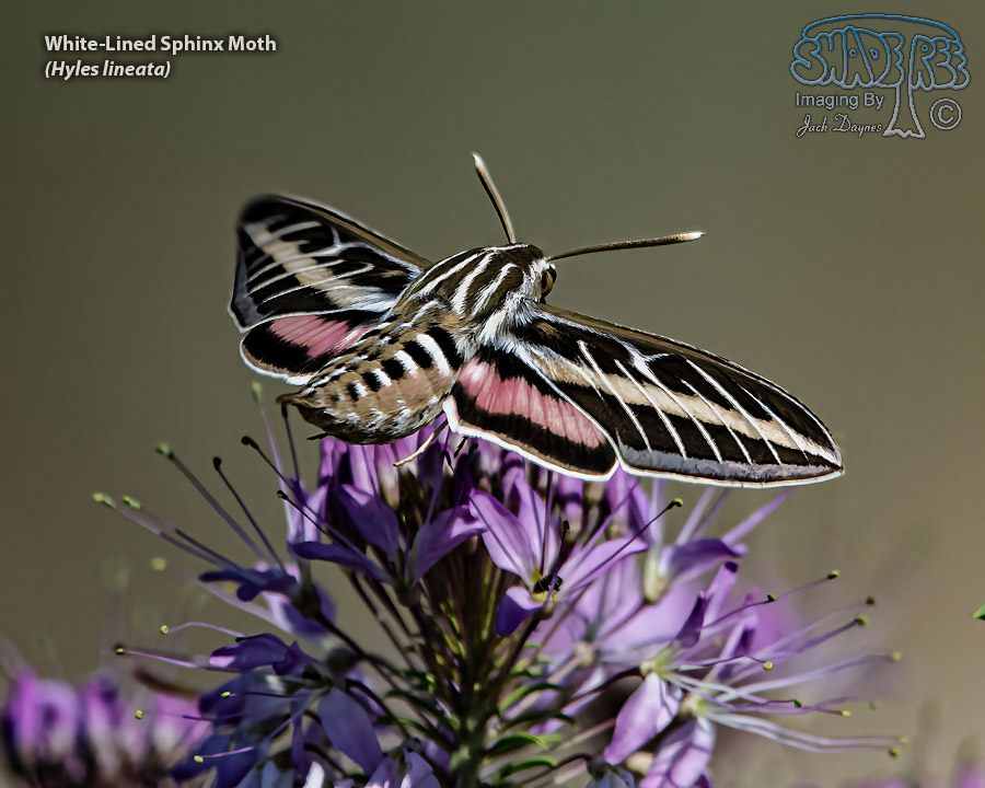 White-Lined Sphinx Moth - Hyles lineata