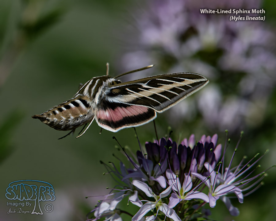 White-Lined Sphinx Moth - Hyles lineata