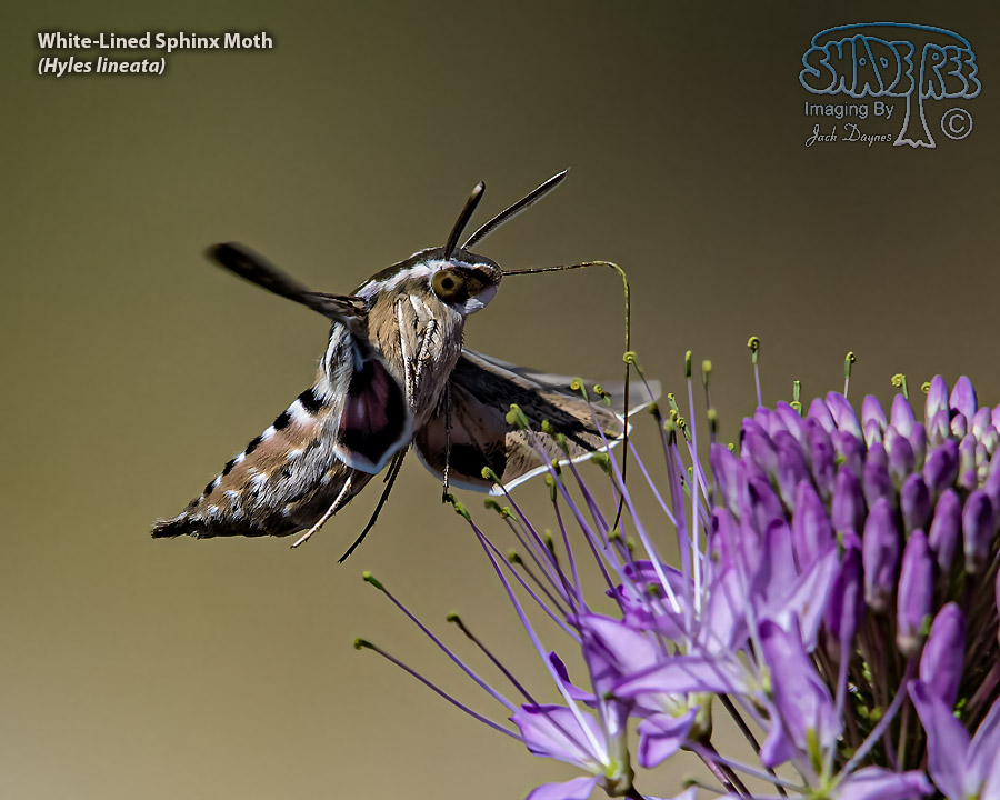 White-Lined Sphinx Moth - Hyles lineata