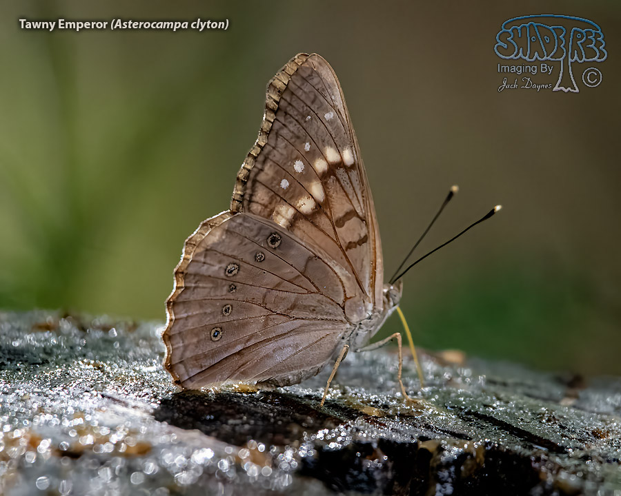 Tawny Emperor - Asterocampa clyton