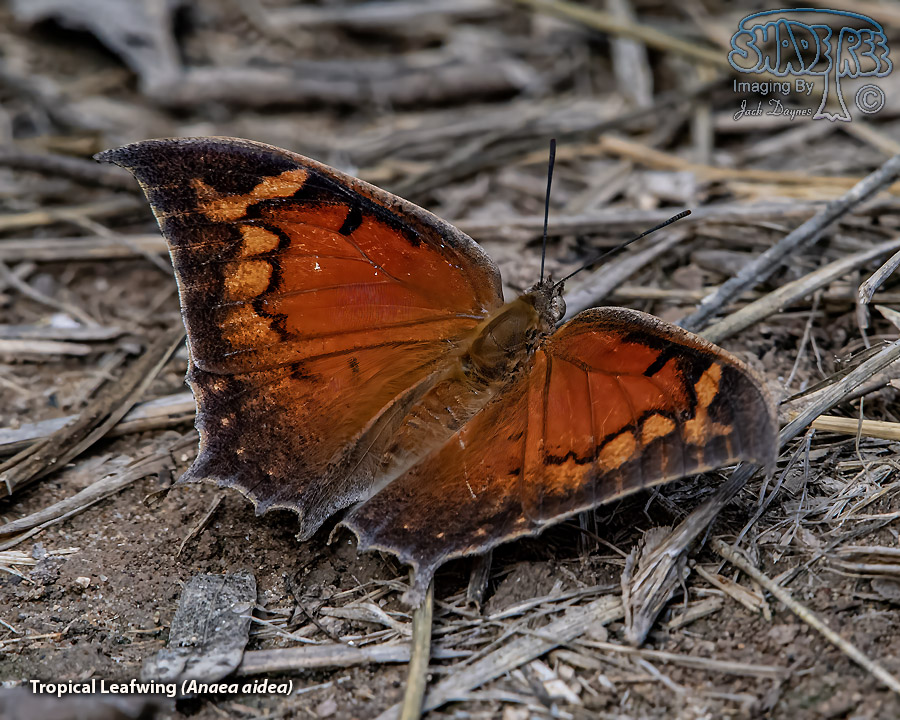 Tropical Leafwing - Anaea aidea