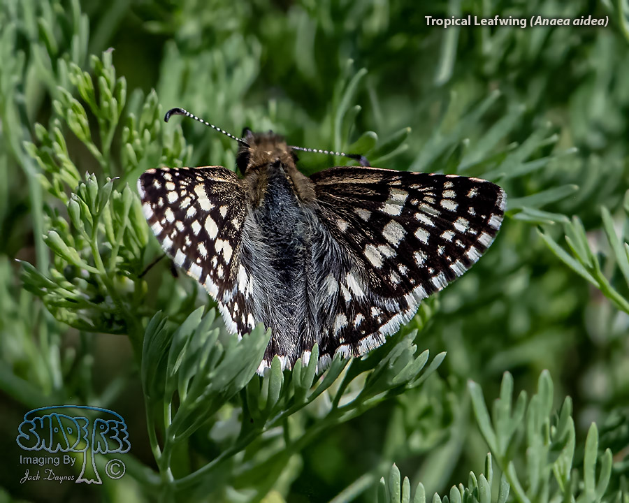White Checkered-Skipper - Pyrgus albescens