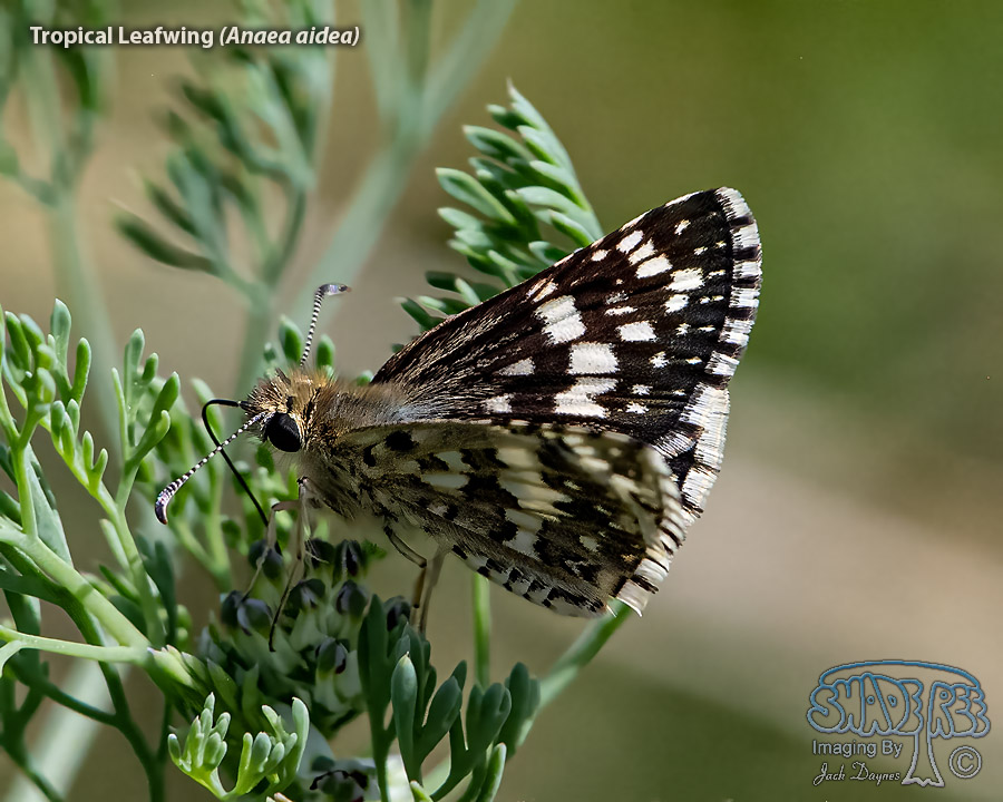 White Checkered-Skipper - Pyrgus albescens