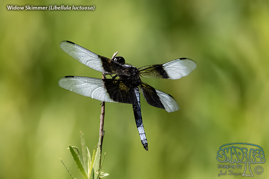 Widow Skimmer - Libellula luctuosa