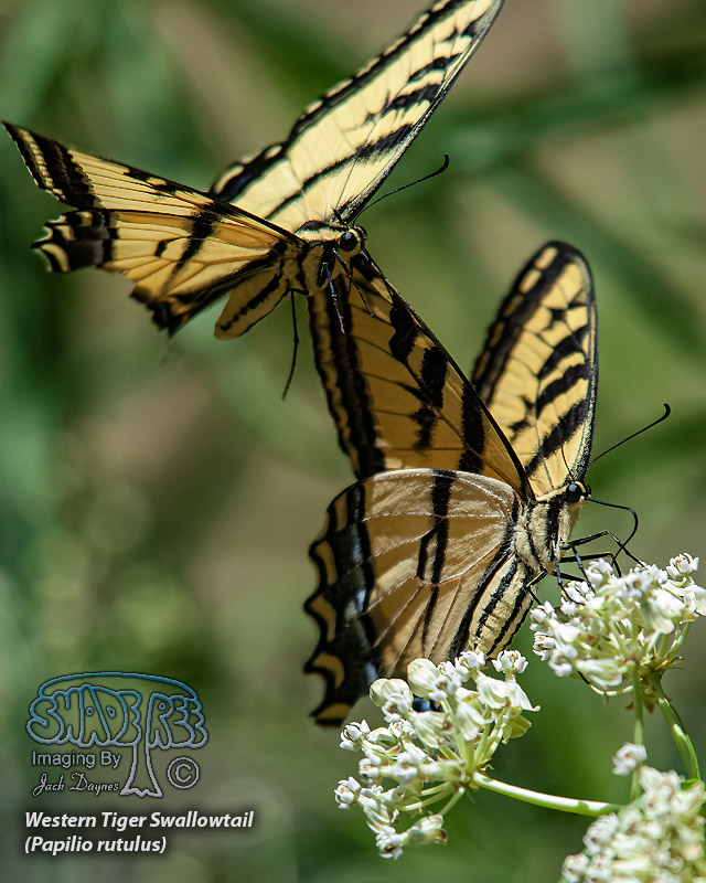 Western Tiger Swallowtail - Papilio rutulus