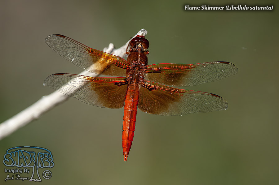 Flame Skimmer - Libellula saturata